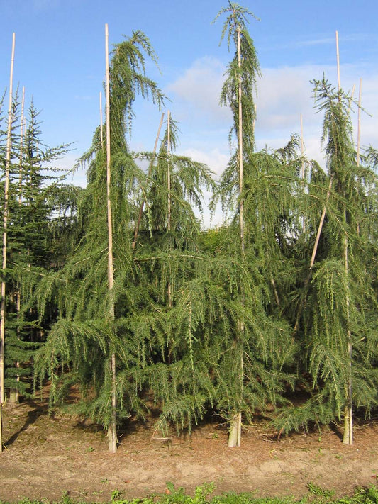 Cedrus deodara 'Pendula' solitair