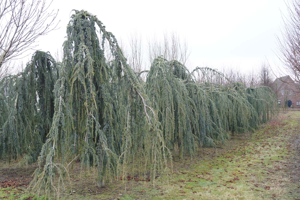 Cedrus atlantica 'Glauca Pendula' solitair solitair