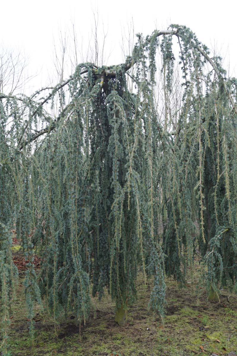 Cedrus atlantica 'Glauca Pendula' solitair