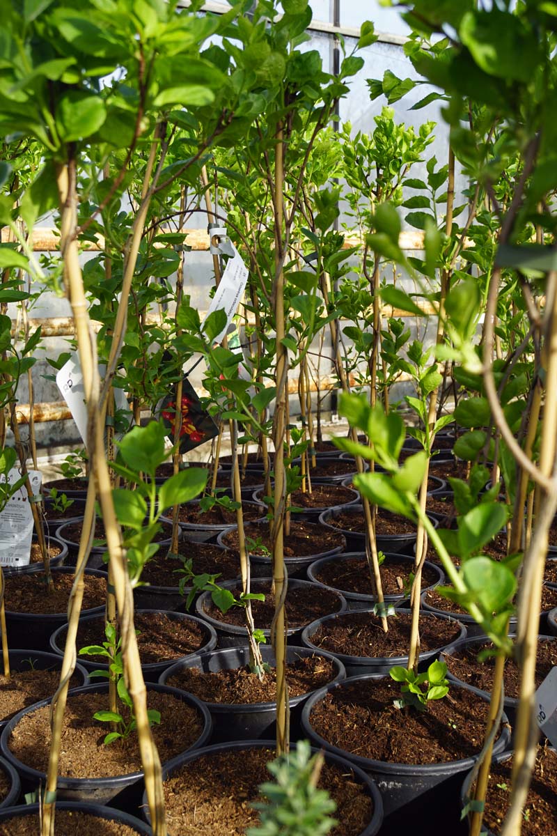 Celastrus orbiculatus 'Hercules'