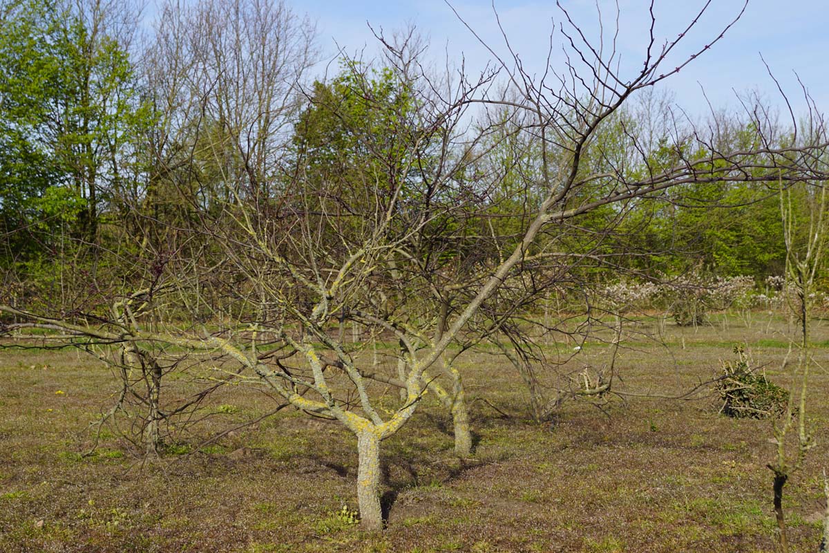 Cercis canadensis 'Forest Pansy' solitair solitair