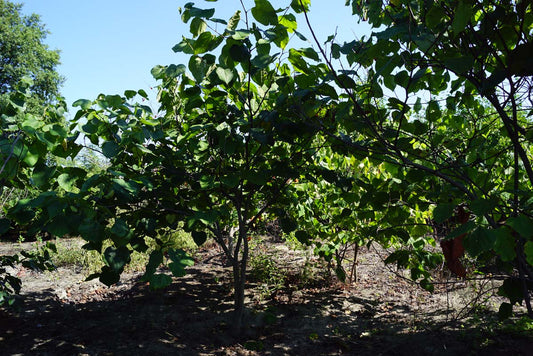 Cercis chinensis solitair solitair