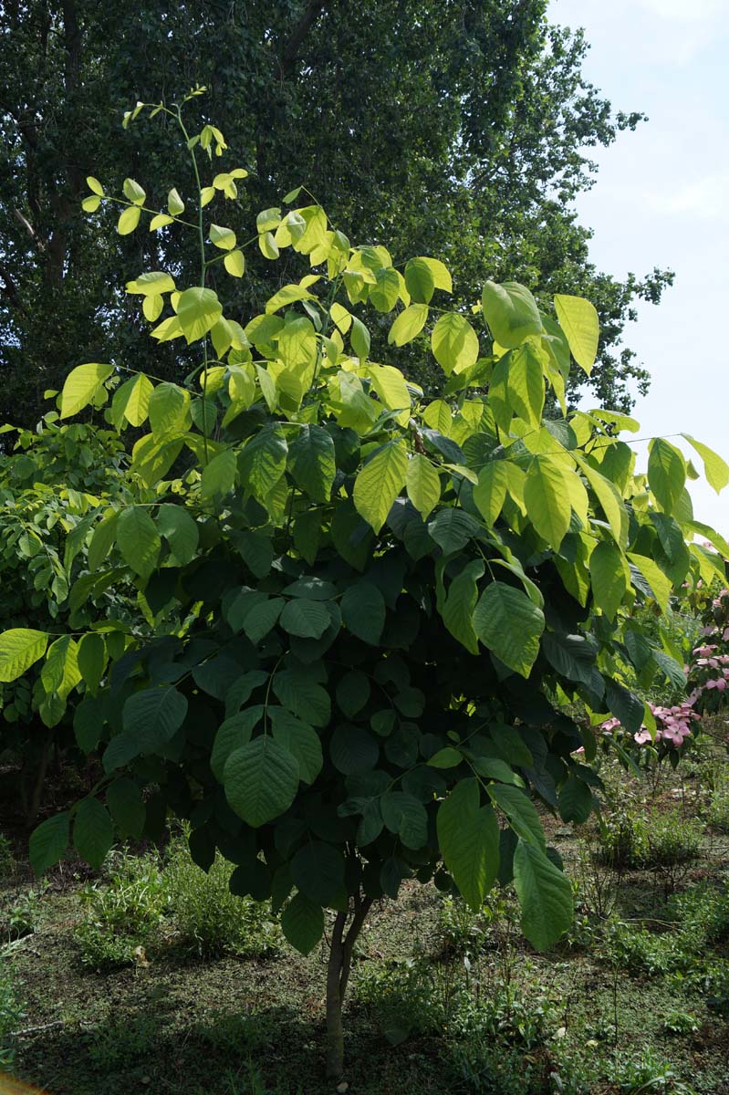 Cladrastis kentukea meerstammig / struik meerstammig