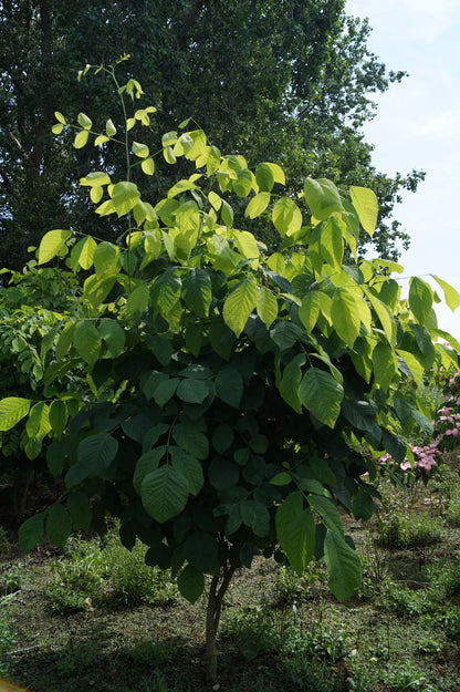 Cladrastis kentukea meerstammig / struik meerstammig