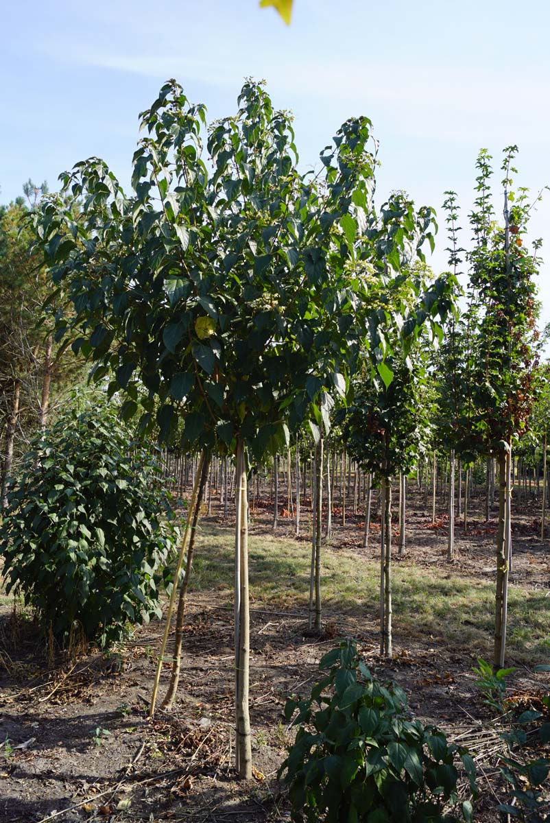 Clerodendrum trichotomum 'Purple Blaze' op stam op stam