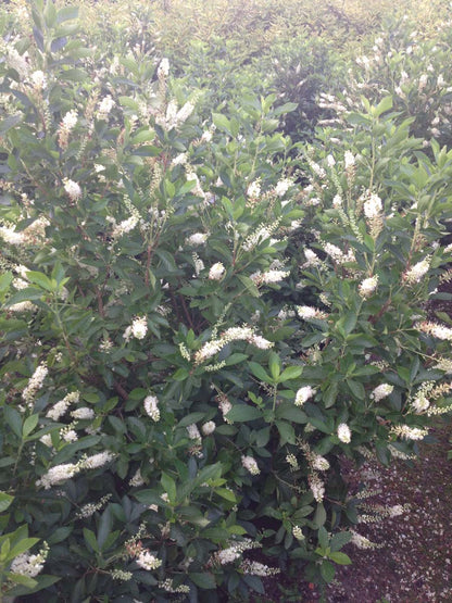 Clethra alnifolia meerstammig / struik meerstammig