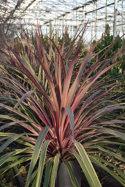 Cordyline 'Can Can' Tuinplanten