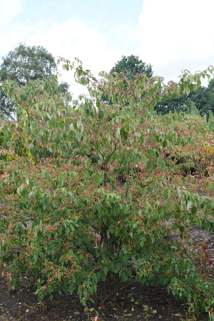 Cornus alternifolia meerstammig / struik struik