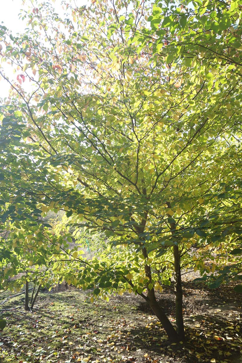 Cornus alternifolia meerstammig / struik meerstammig