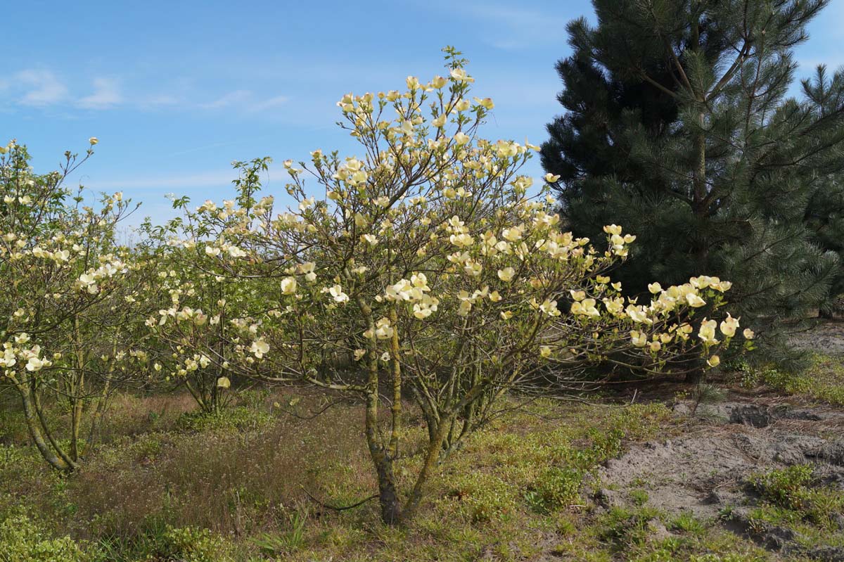 Cornus 'Ascona' meerstammig / struik struik