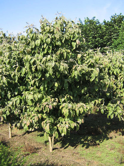 Cornus florida 'Cloud Nine' meerstammig / struik struik