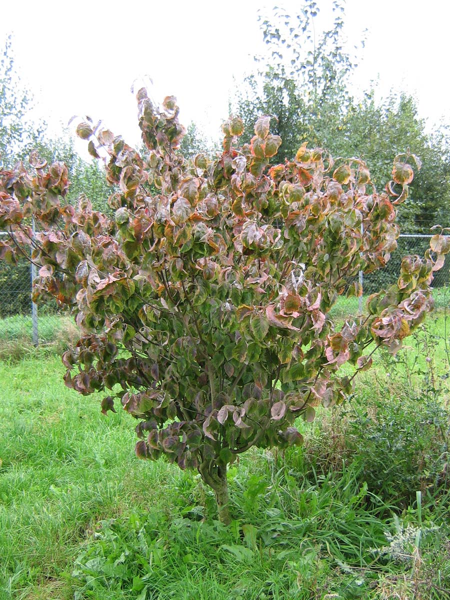 Cornus florida 'Cloud Nine' meerstammig / struik struik