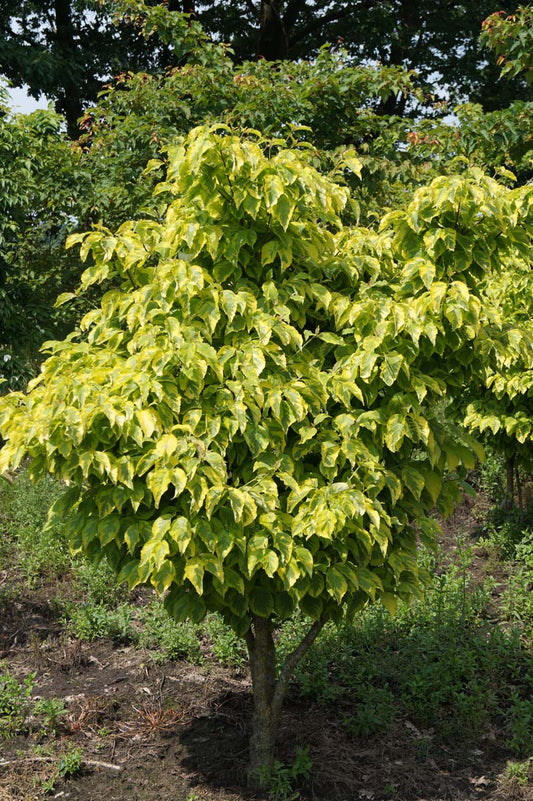 Cornus florida 'Sunset' meerstammig / struik struik