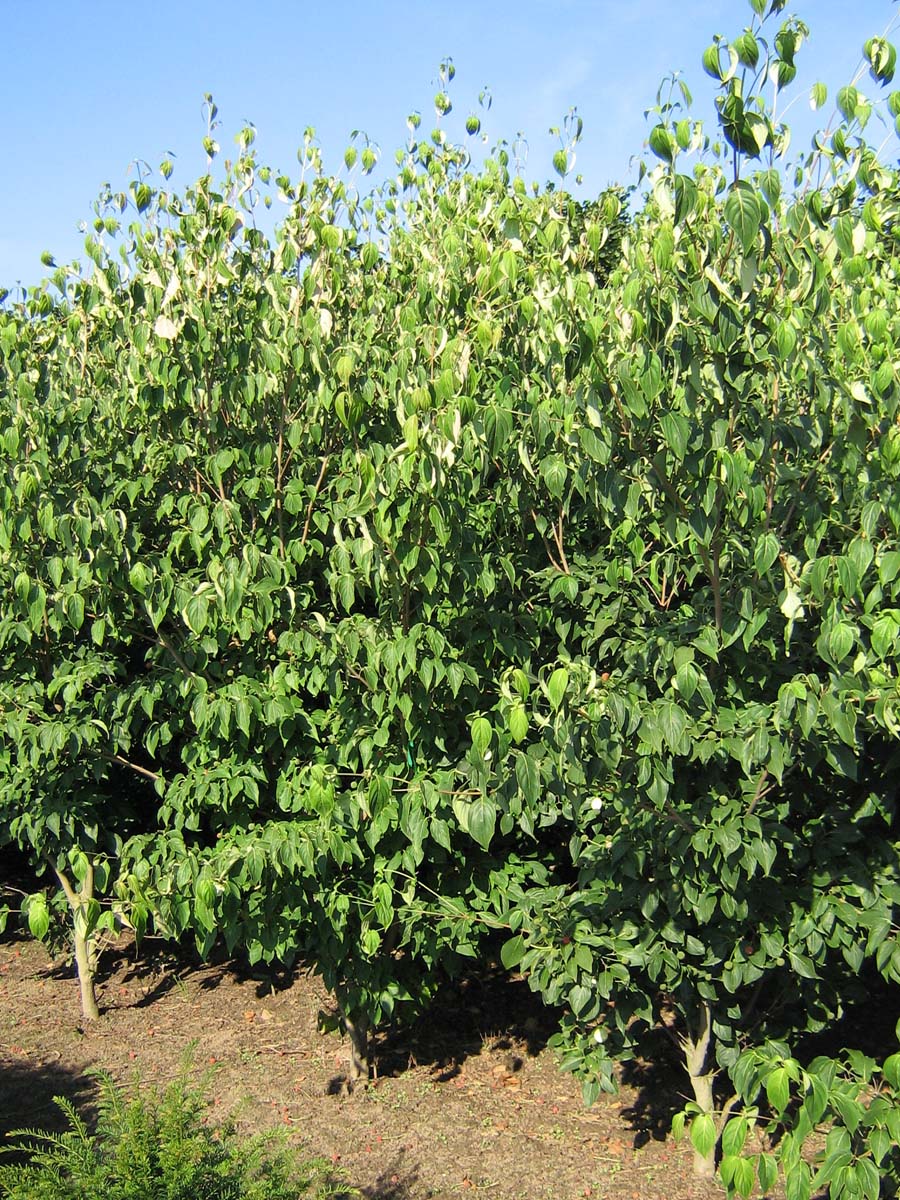 Cornus kousa 'Milky Way' meerstammig / struik struik