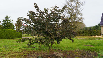 Cornus kousa 'National' meerstammig / struik struik