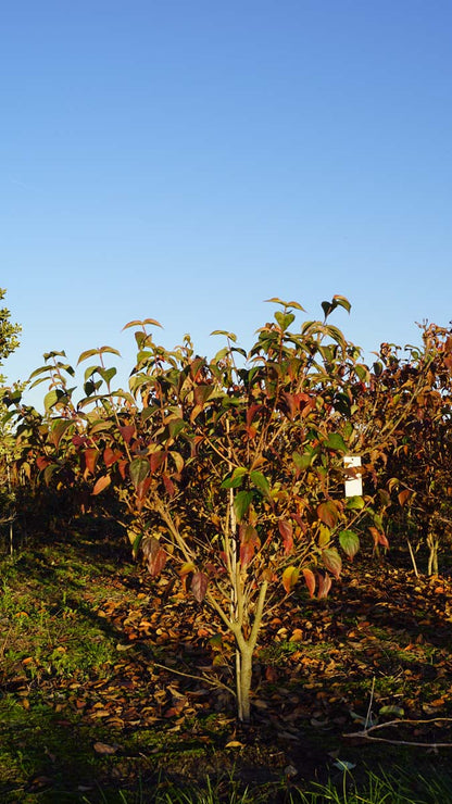 Cornus kousa 'National' meerstammig / struik struik