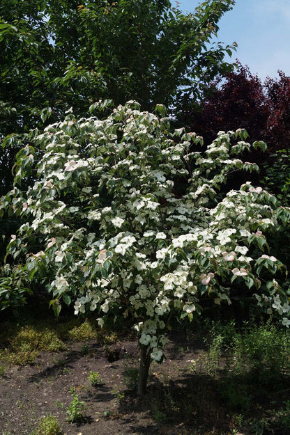 Cornus kousa 'Teutonia' meerstammig / struik struik