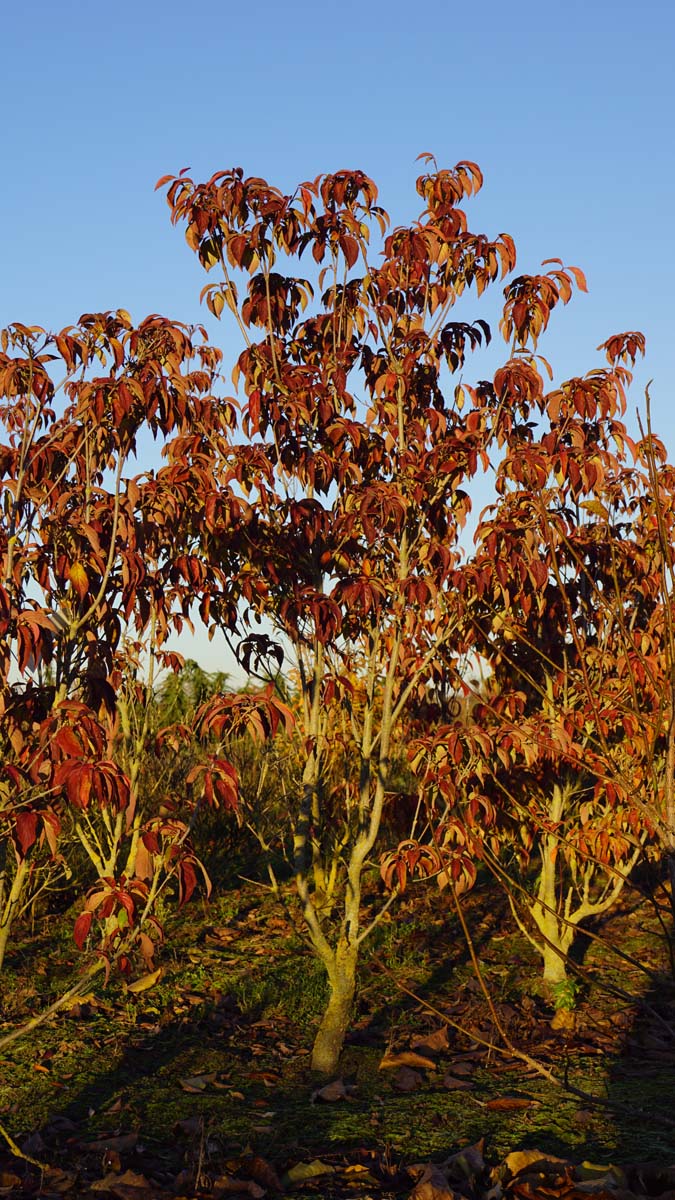 Cornus 'Rutfan' meerstammig / struik struik