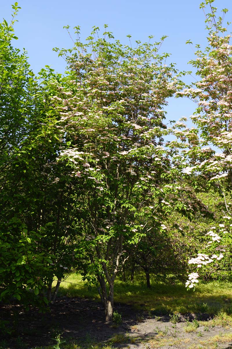 Cornus 'Rutgan' meerstammig / struik struik