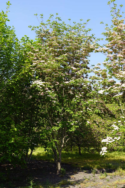 Cornus 'Rutgan' meerstammig / struik struik