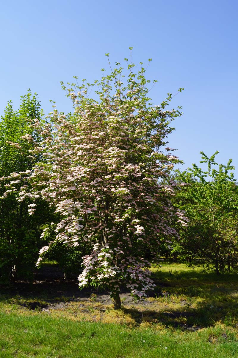 Cornus 'Rutgan' meerstammig / struik struik