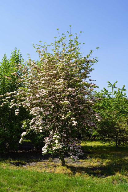 Cornus 'Rutgan' meerstammig / struik struik