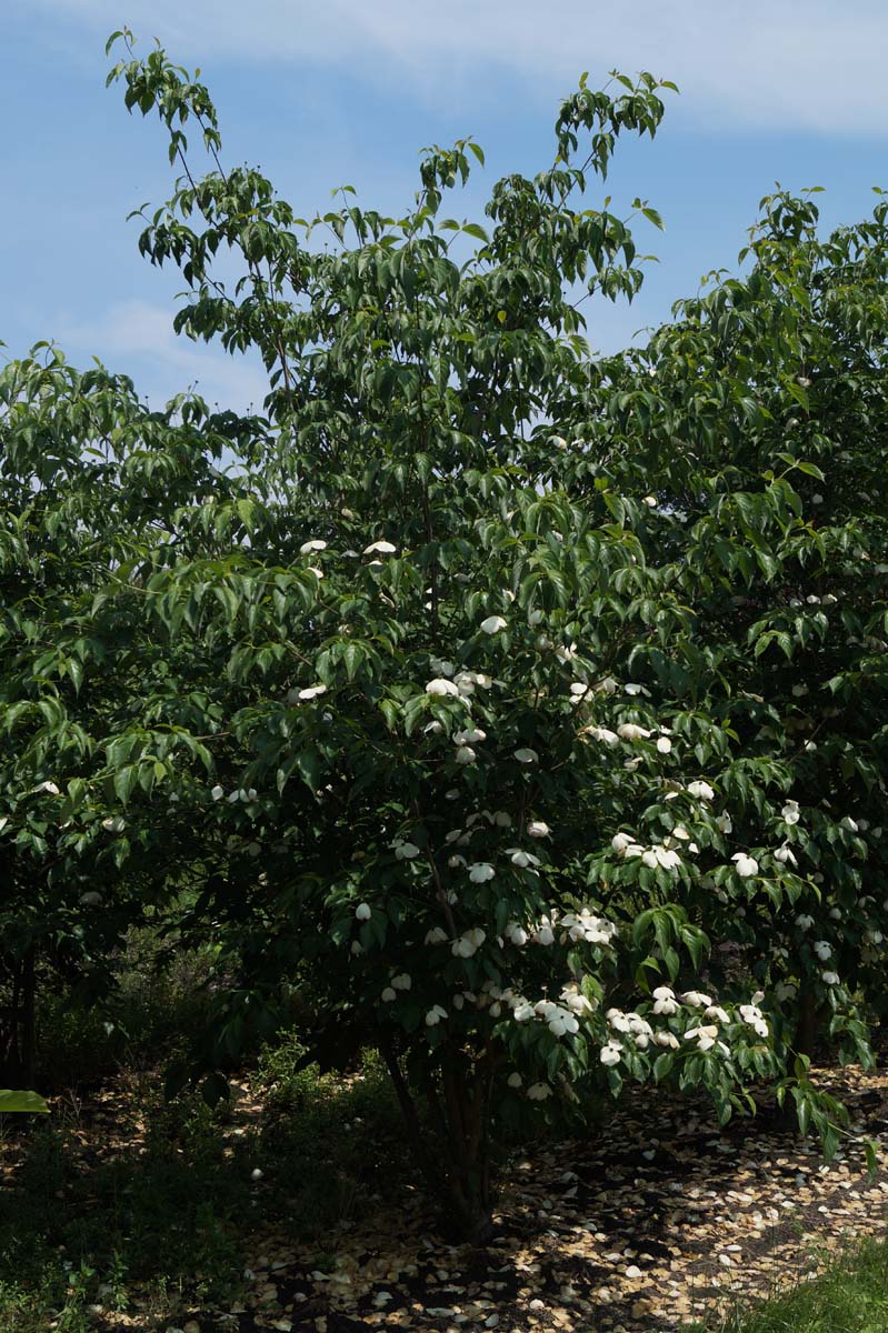 Cornus 'Rutgan' meerstammig / struik struik