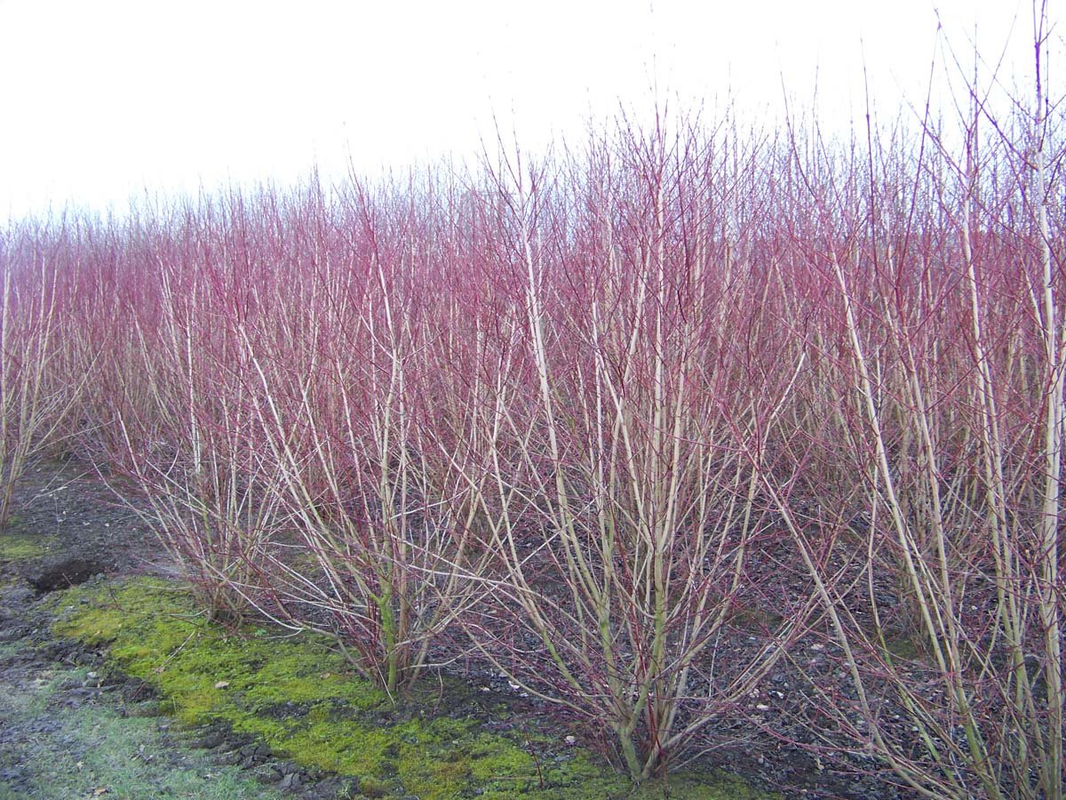 Cornus sanguinea meerstammig / struik struik