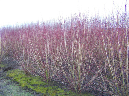 Cornus sanguinea meerstammig / struik struik