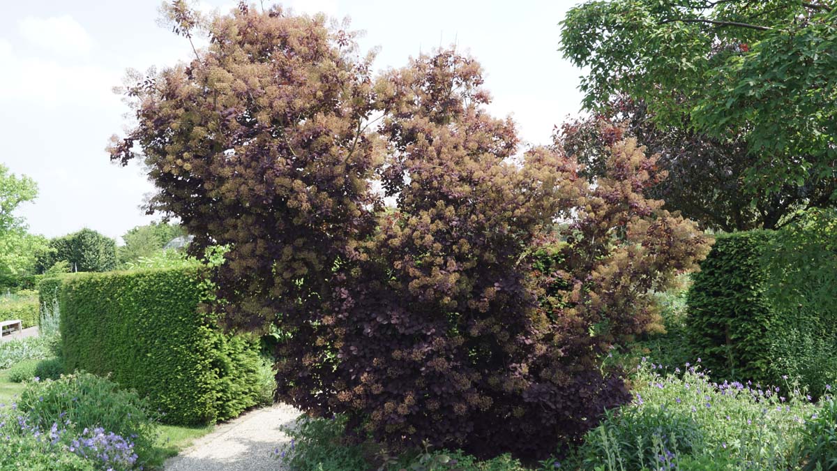 Cotinus coggygria 'Royal Purple' meerstammig / struik struik