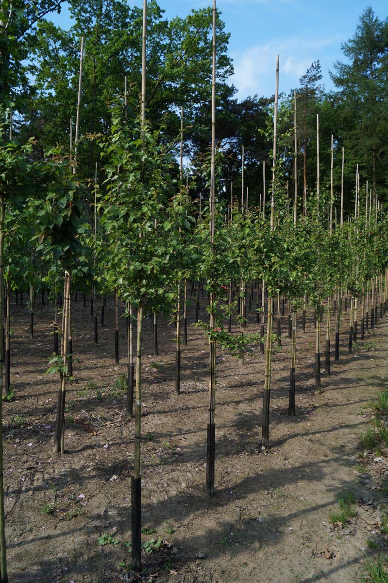 Crataegus media 'Paul's Scarlet' op stam op stam