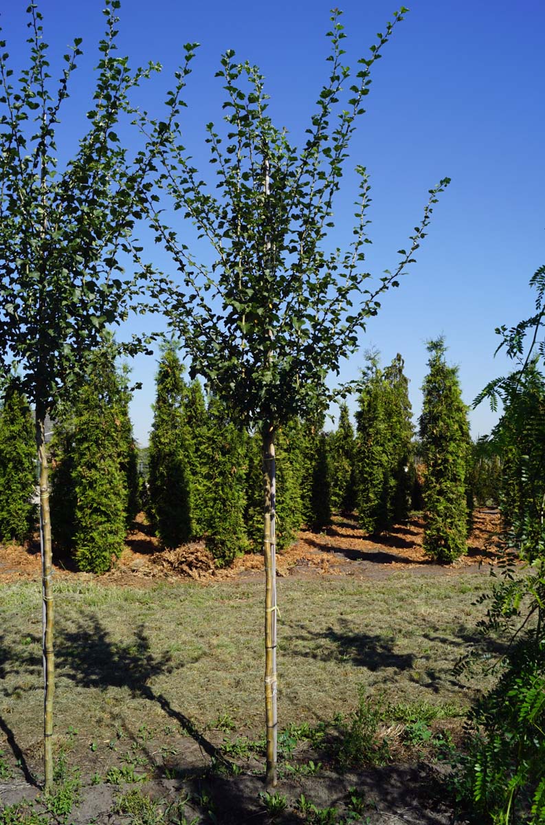 Crataegus media 'Paul's Scarlet' op stam op stam