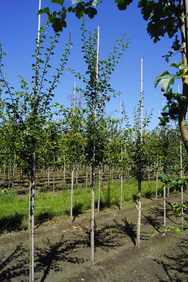 Crataegus media 'Paul's Scarlet' op stam op stam