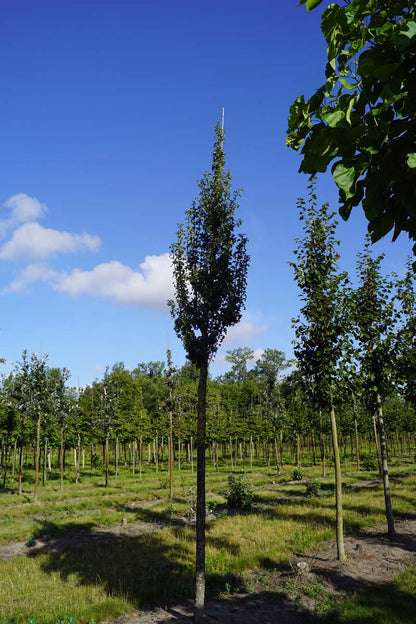 Crataegus monogyna 'Stricta' op stam op stam