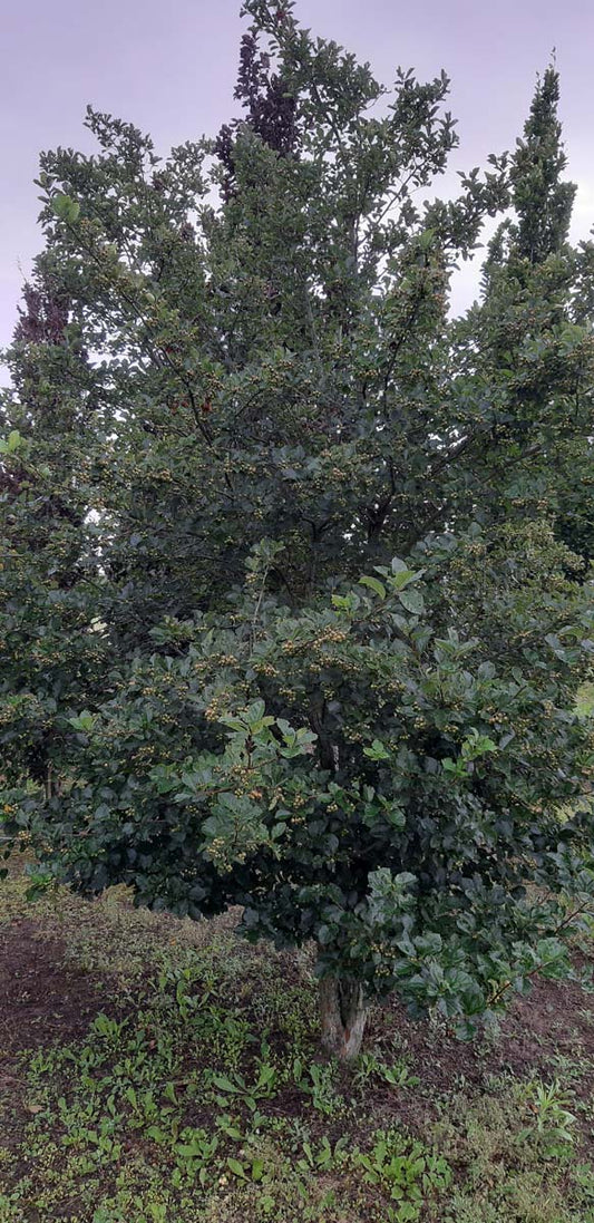 Crataegus persimilis 'Splendens' meerstammig / struik struik