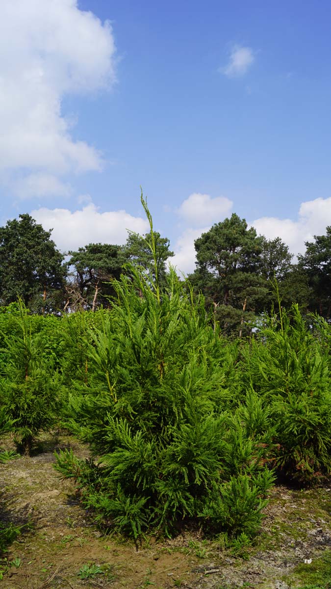 Cryptomeria japonica 'Cristata' solitair