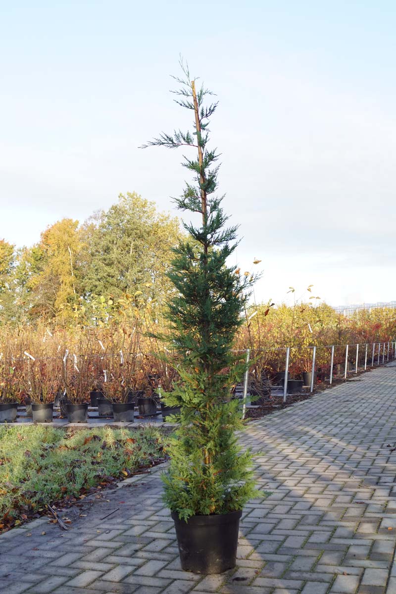 Cupressocyparis leylandii solitair solitair