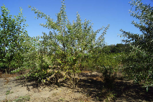 Elaeagnus angustifolia meerstammig / struik meerstammig