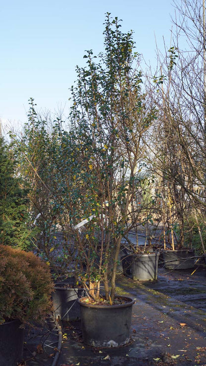 Escallonia 'Iveyi' meerstammig / struik struik