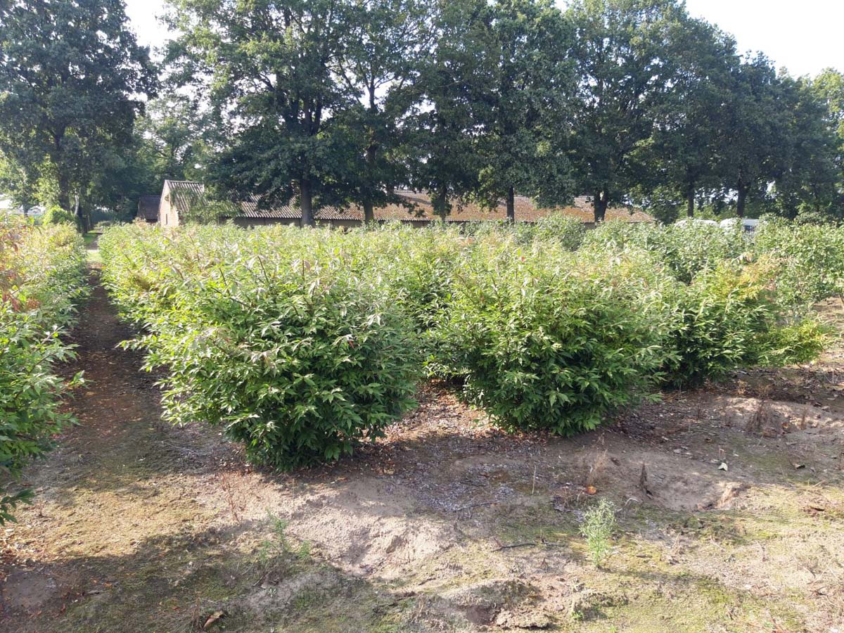 Euonymus alatus 'Blade Runner' meerstammig / struik struik
