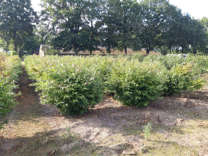 Euonymus alatus 'Blade Runner' meerstammig / struik struik