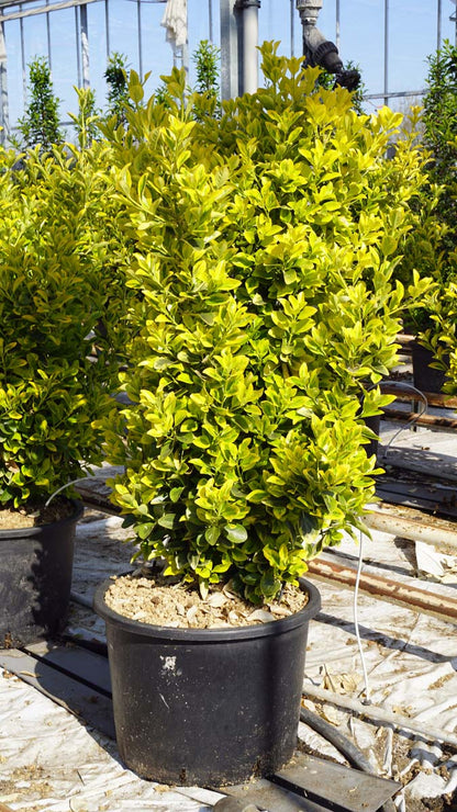 Euonymus japonicus 'Aureomarginatus' meerstammig / struik struik