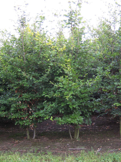 Fagus sylvatica meerstammig / struik meerstammig