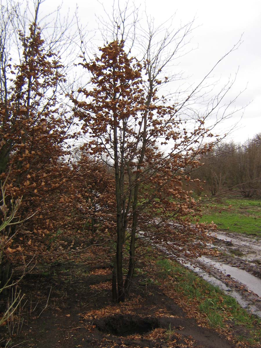 Fagus sylvatica meerstammig / struik meerstammig
