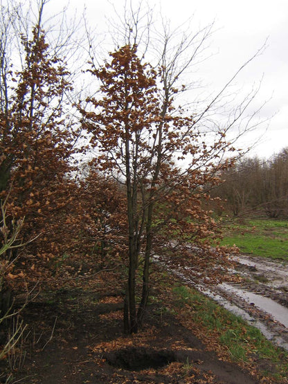 Fagus sylvatica meerstammig / struik meerstammig