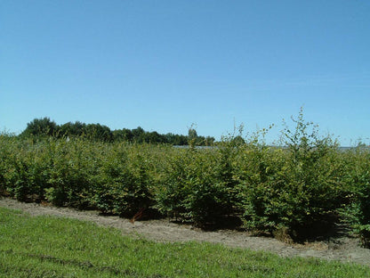 Fagus sylvatica meerstammig / struik meerstammig