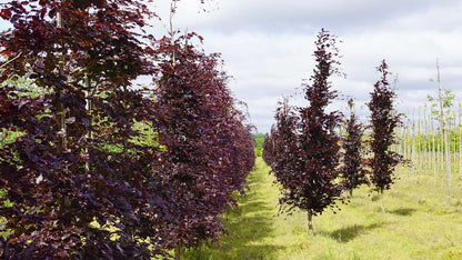 Fagus sylvatica 'Aspleniifolia' solitair solitair