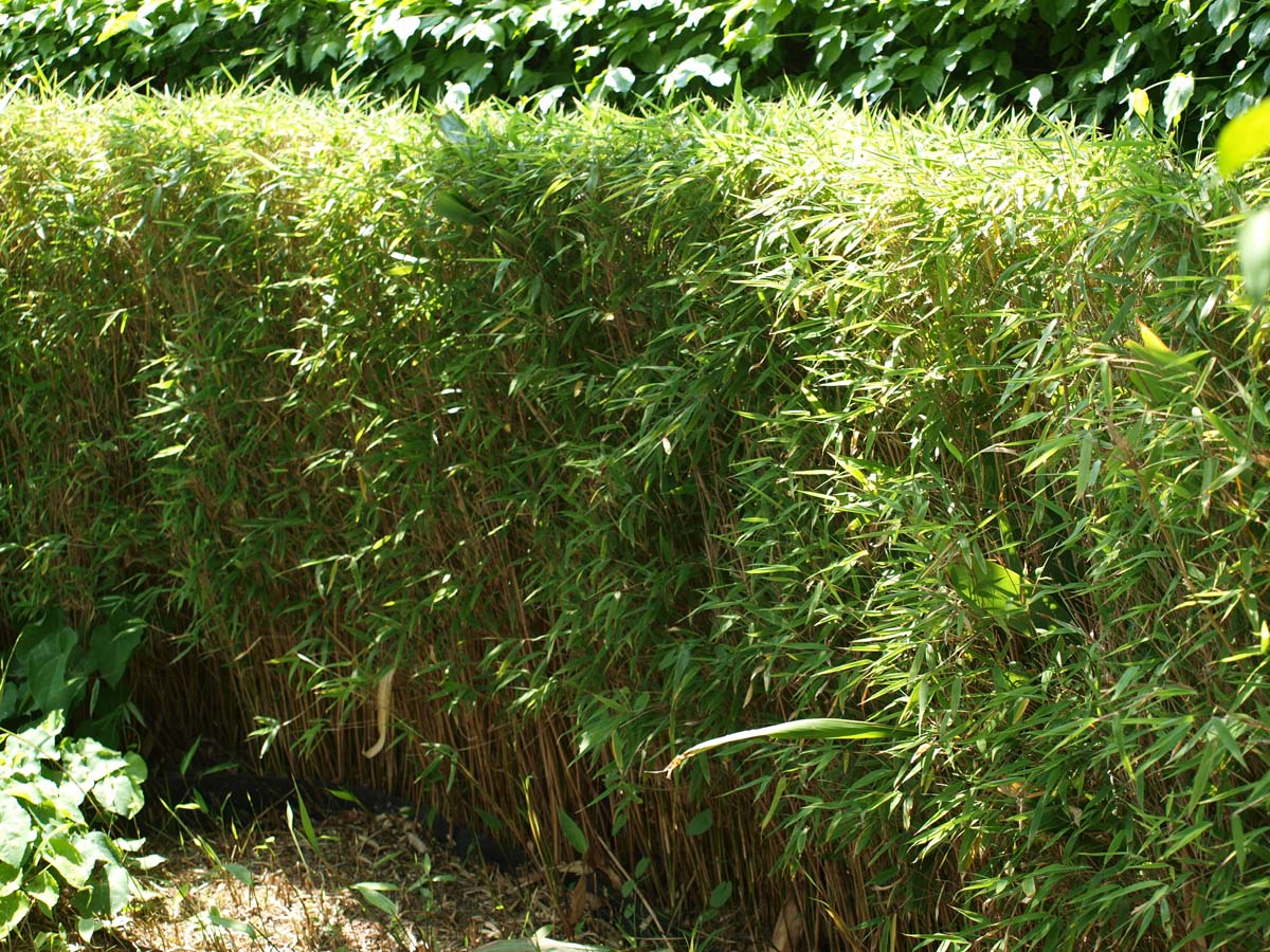 Fargesia murielae 'Jumbo' Tuinplanten