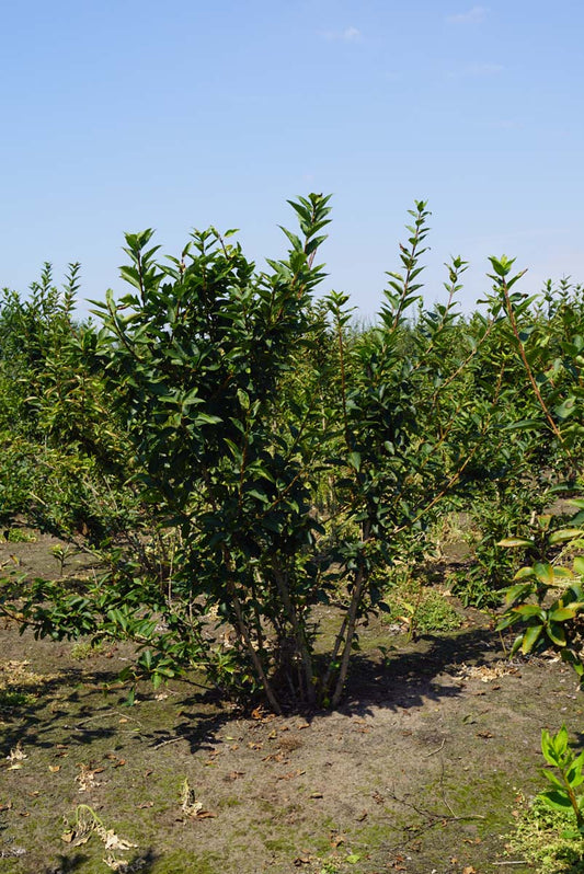 Forsythia 'Goldrausch' meerstammig / struik meerstammig