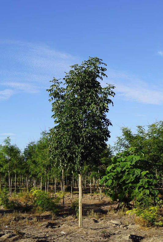 Fraxinus americana 'Autumn Applause' op stam
